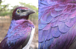 shymollymawk:  Violet Starling (Cinnyricinclus leucogaster) with