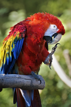 earth-song:  Scarlet Macaw by DeniseSoden
