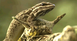 headlikeanorange:  Dwarf Gecko (Secrets of our Living Planet