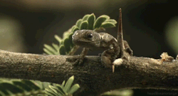 headlikeanorange:  A dwarf gecko hatchling (Secrets of our Living