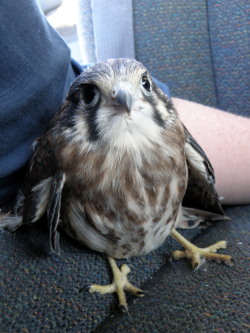 fat-birds:  Pumpkin hatched on May 11, 2012 in a nest box south