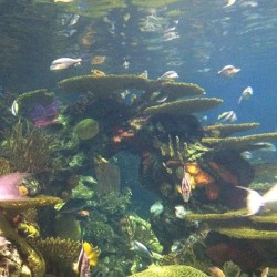 #nofilter #aquarium #fish #follow #like  (Taken with Instagram)