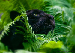 magicalnaturetour:  “The Ferns” by Vyacheslav Akishin :)