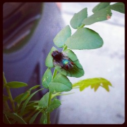 2 flies sharing an intimate moment. #nature #love #mating #instaphoto