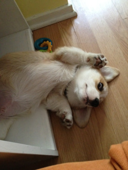 corgiaddict:  “It wasn’t me, I swear.” coopthecorg.tumblr.com