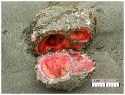 drvalkyrie:  jennittles:  ohhicas:  iamthespacecadet:  rhamphotheca:  Pyura chilensis: the Closest Thing to Getting Blood from a Stone by Becky Crew Despite appearances, this is not some kind of cruelly bisected alien stone organism or a tomato thunderegg