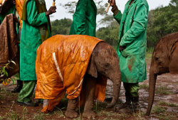 horsesandpyramids:  The cute photo of a baby elephant in rain