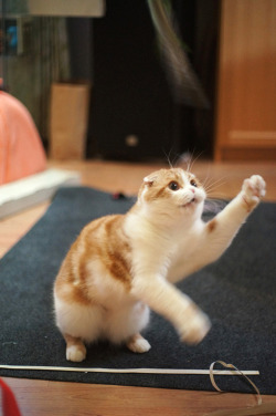 waffles-the-cat:  Give me that toy meoww! 