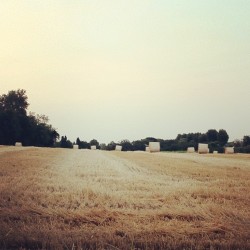 Fields Of Gold, Veneto (Italy) - Ph. Paolo Crivellin