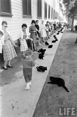 Black Cat Auditions In Hollywood, 1961