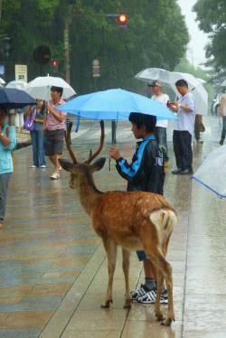 gemiblu:recykle: A boy sharing an umbrella with a deer  why do