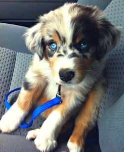   Golden Retriever/Siberian Husky mix I want one!  