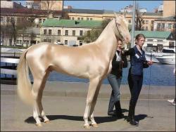 ipgd:  mastahaze:  This is the most beautiful horse in the world…