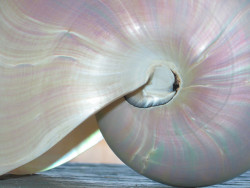 chasingthegreenfaerie:  shell by normaljean on Flickr. 