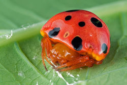 pizzaforpresident:  manfurarm:  nevver:  Ladybird Mimic Spider