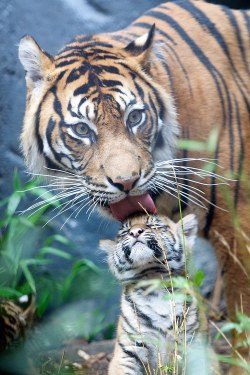 wiitch-hazell:  catsandnature:   funnywildlife: Tiger Love!!