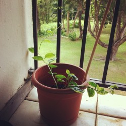 YAAAAAY mi espinaca está creciendo! (Pris avec Instagram)