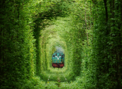queenvampirex:  tuphan:  obscuropedia:  Tunnel of Love  The ‘Tunnel