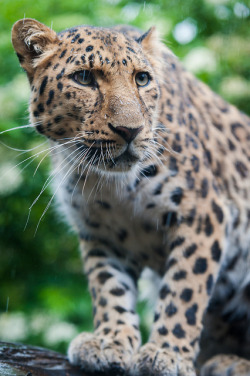 tigersandcompany:  Amur leopard probably not enjoying the rain!