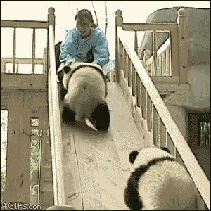 Awww poor lil Panda :(