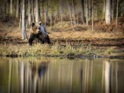 theanimalblog:  Bear, Finland by Christian Patrick Ricci