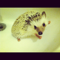 all-you-need-is-amor:  Took dexter a bath 