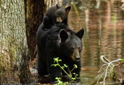 theanimalblog:    Black bear  