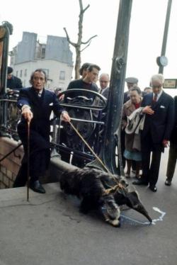  Salvador Dali and his pet anteater 