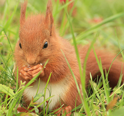 magicalnaturetour:  I am a little red-haired squirrel” by Alexander