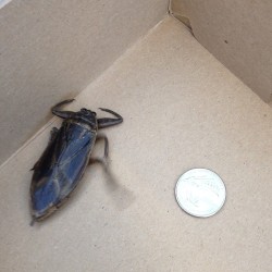 A beetle (?) they caught in our garden center at work. They named