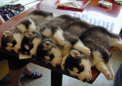 nyagao:  Four baby huskies on a table - Imgur