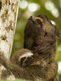 cupcakedinosaur:  worldlyanimals:  Sloths (neozelandes)  Donna