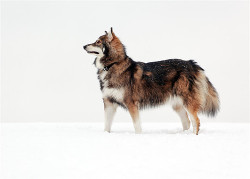 10knotes:   The Utonagan is a breed of dog that resembles a wolf,