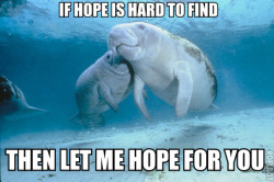 calmingmanatee:  [Image description: Two manatees are together