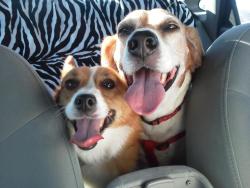 corgiaddict:  Happy corgi and happy beagle buddy after run in