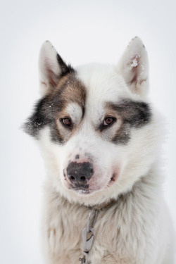 non-wolfdogs:  Greenland Dogs 