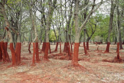 climateadaptation:  Photograph of trees stained and forest floor