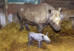 theanimalblog:  A black rhino calf born at Port Lympne Wild Animal