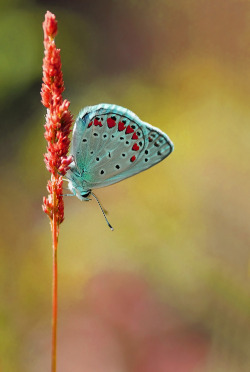 earth-song:  “Polyommatus Icarus” by Mustafa Öztürk 