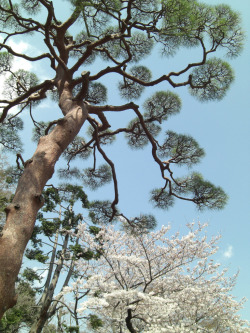 mer-de:  Pine and cherry blossom tree