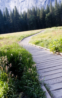 cherryb2004:  Yosemite Valley Meadow 