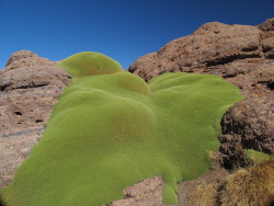 compact-disc-romance:  isthisthis:  Llareta - weird plant - Bolivia