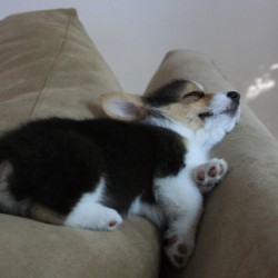 andcorgimakesthree:  Baby cupcake #corgi #cute #love #petstagram