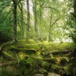 completelydisrespectful:  home-of-amazons:  Forest by ForestGirl