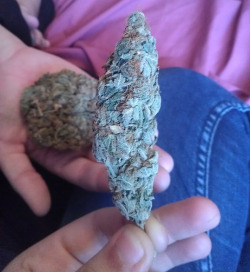 fuckyeahstonerchicks:  Cat Piss and big nugs. http://trippyb-tch.tumblr.com/