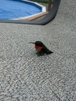 cosmictuesdays:  justamus:  redsuspenders:  Hummingbird  “Hey, sometimes everyone just needs to take a break. Y’know, sit in a chair on the deck by the pool…”  Licia, this made me think of you, though I can’t quite put my finger on the why.