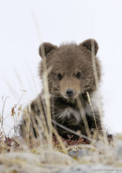 magicalnaturetour:  Baby by dmaxim :)