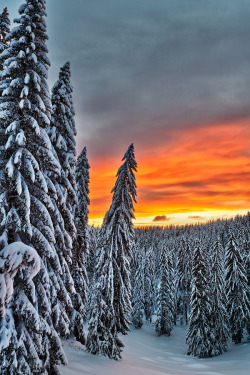 woodendreams:   (by Evgeni Dinev)