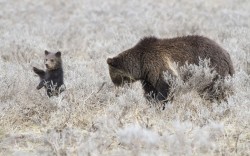 theanimalblog:  A grizzly bear cub appears to wave to the camera