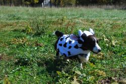 corgiaddict:  Corgi cow!  submitted by Alex